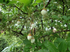 エゴノキ　種子